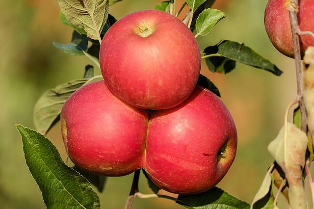 jablka na stromě